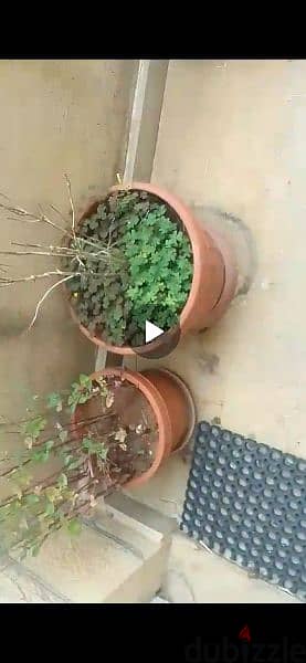 plant pots 6