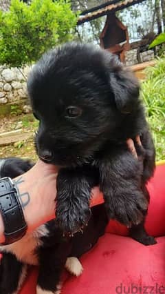 Adorable Wirehaired Pointing Griffon Puppies for adoption