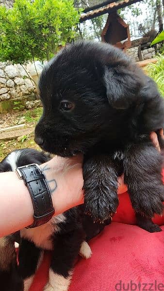 Adorable Wirehaired Pointing Griffon Puppies for adoption 3
