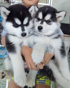 Siberian husky puppies available for Sale 0