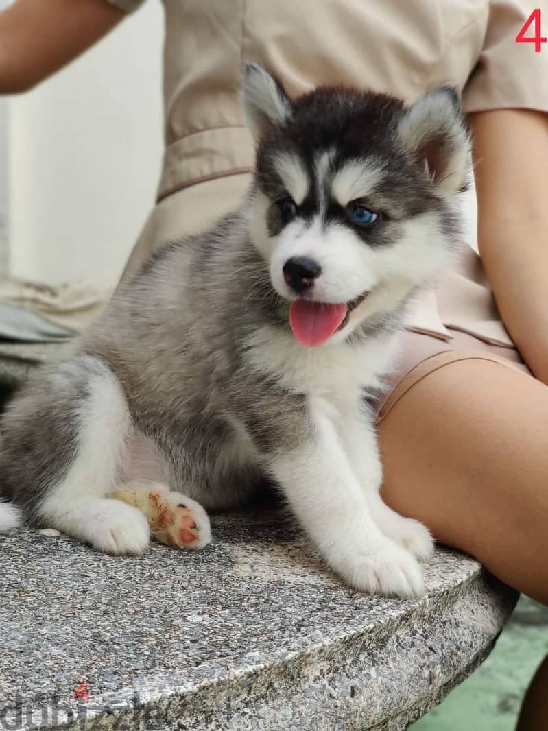 Siberian husky puppies available for Sale 1