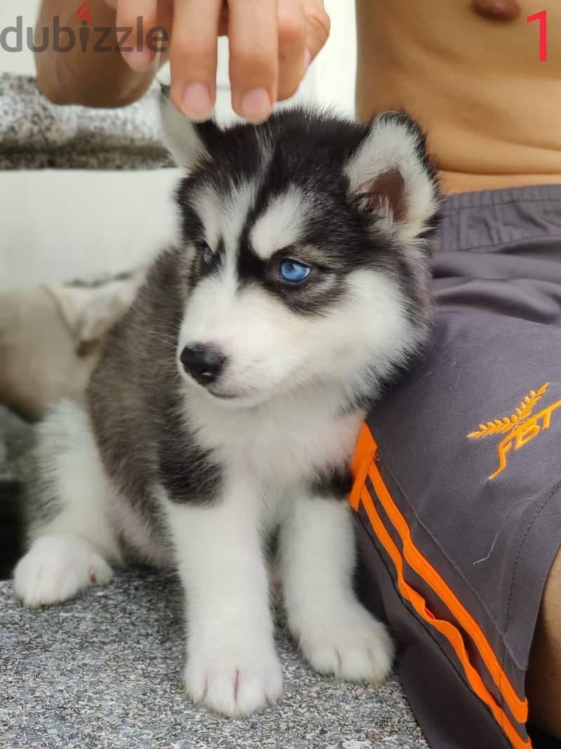 Siberian husky puppies available for Sale 2