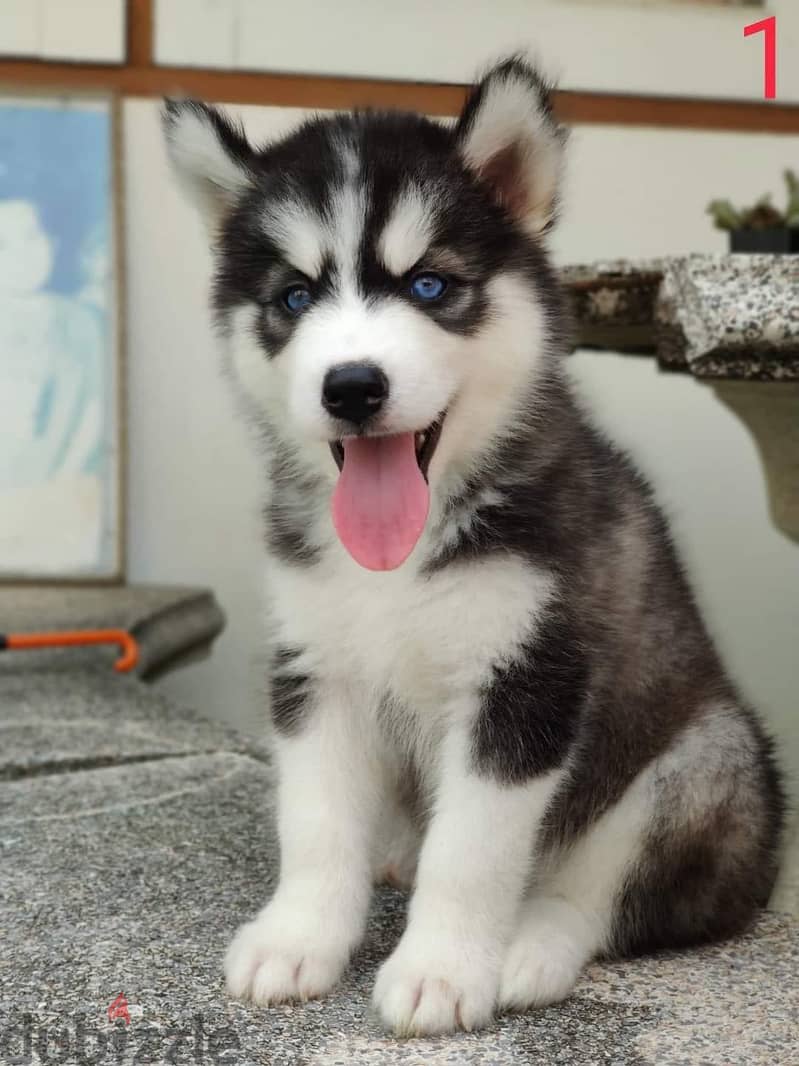 Siberian husky puppies available for Sale 3