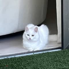 angora cats for adoption