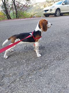 beagle for sale
