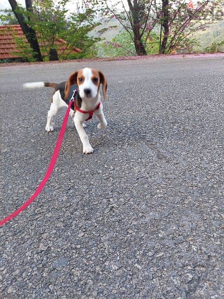 beagle for sale 1