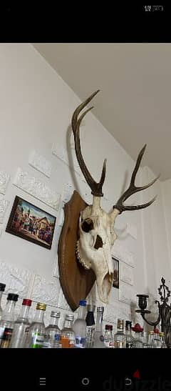 a very beautiful deer natural very clean for wall decoration big size