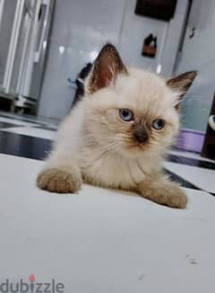 Cute Siamese Kitten