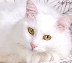Two Angora white cats for sale (Male & Female)