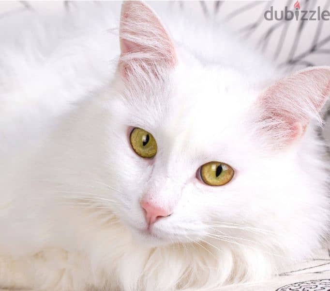 Two Angora white cats for sale (Male & Female) 0