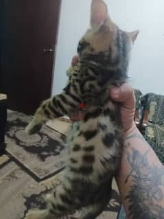 Bengal kitten