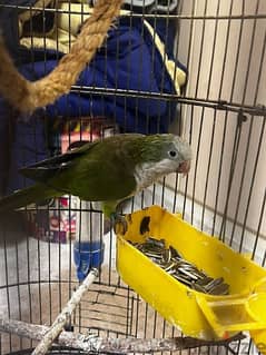 quaker parrot 0