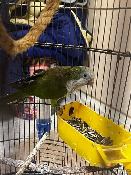 quaker parrot 0
