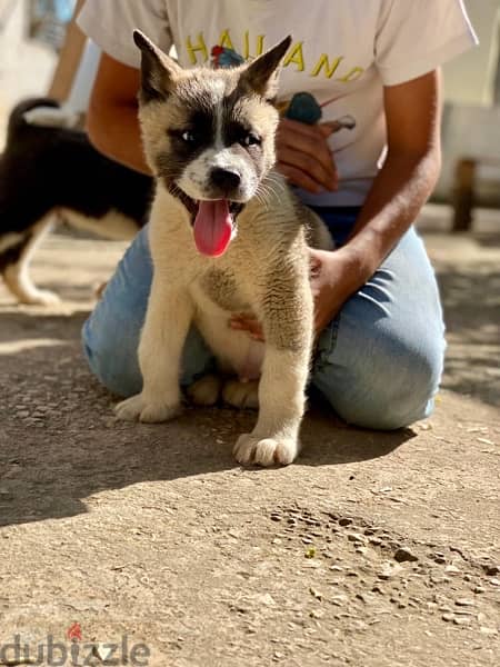 american akita males and females dewormed and full vaccinated 2