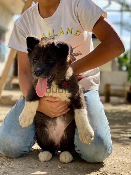 american akita males and females dewormed and full vaccinated 3
