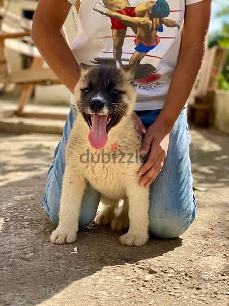 american akita males and females dewormed and full vaccinated 4