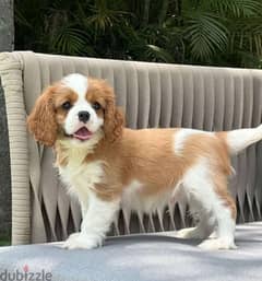 Cavalier king Charles puppies 0