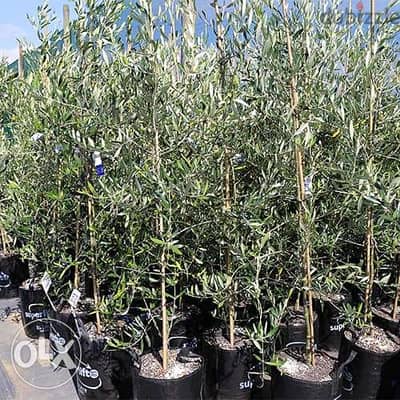 شجر زيتون إسباني أربيكانا arbequina olive trees