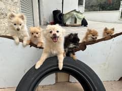 Puppies For Sale 0