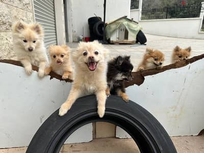 Puppies For Sale