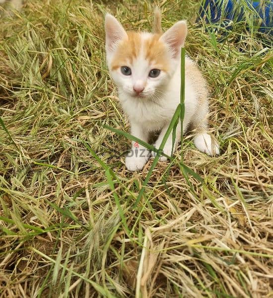 قطط للتبني kittens for adoption 1