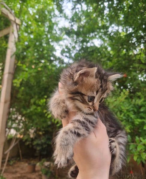 قطط للتبني kittens for adoption 2