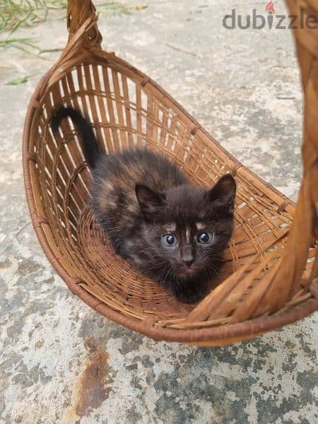 قطط للتبني kittens for adoption 3