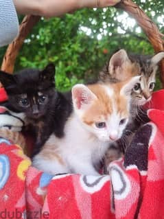 قطط للتبني kittens for adoption