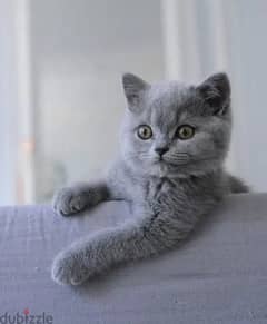 British Shorthair Kitten قطط DELIVERY 0