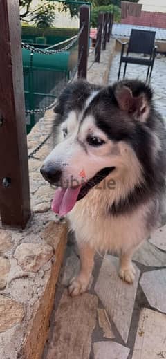 Husky, Very friendly, needs space to play and feel comfortable 0