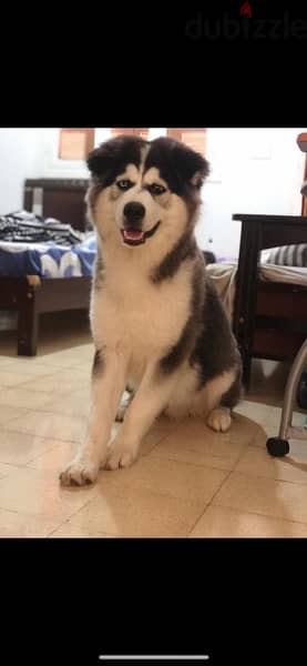Husky, Very friendly, needs space to play and feel comfortable 1