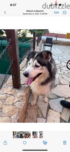 Husky, Very friendly, needs space to play and feel comfortable 3