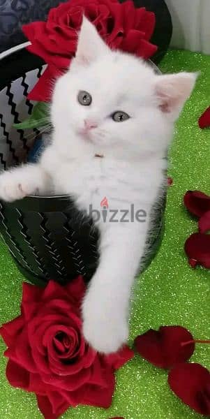 cats for sale  bittish grey &silver $white  &persian ext 1