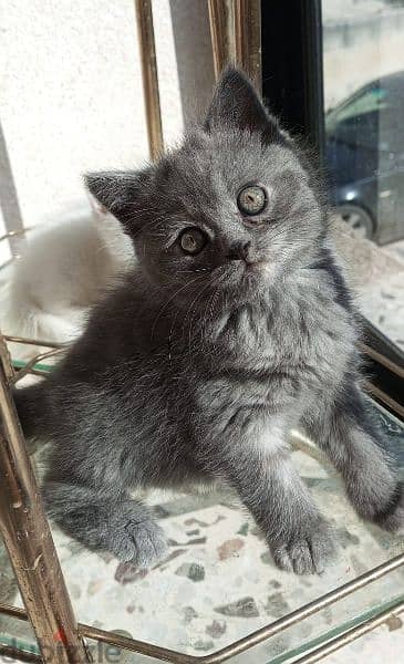 cats for sale  bittish grey &silver $white  &persian ext 2