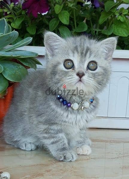 cats for sale  bittish grey &silver $white  &persian ext 5