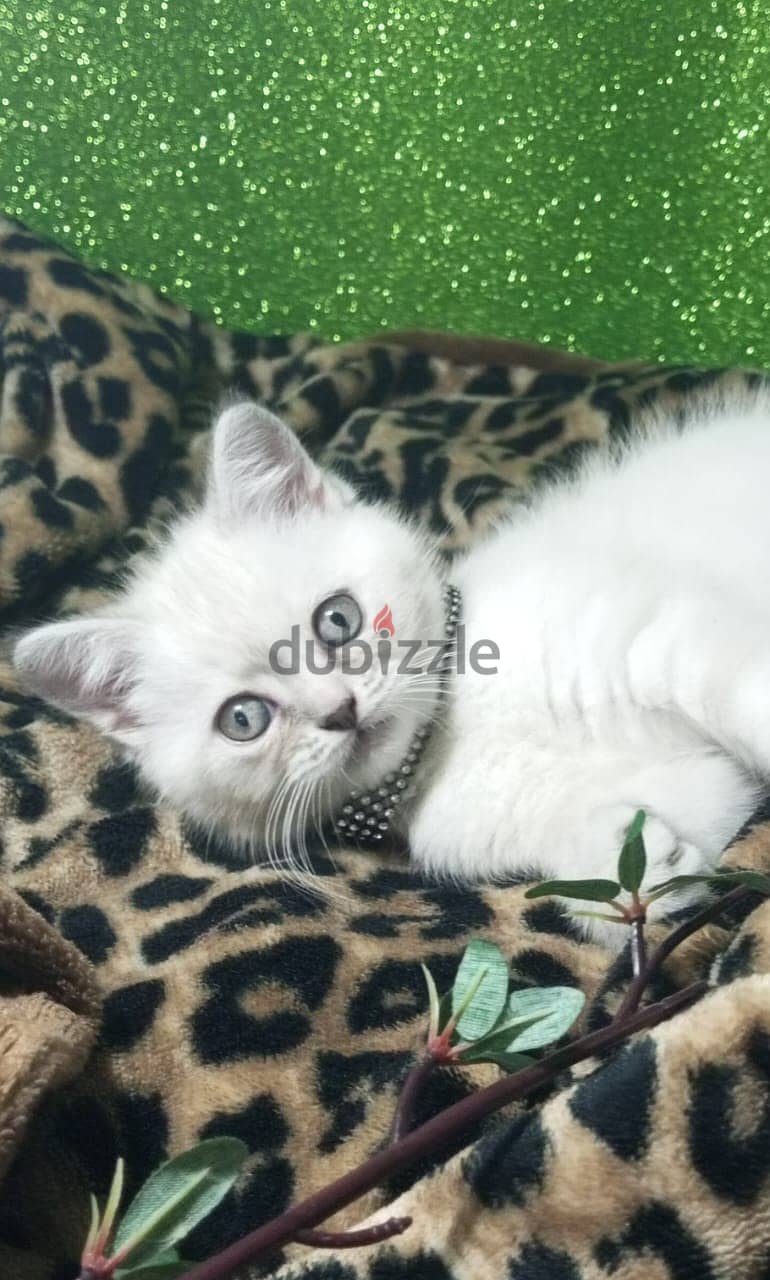 cats for sale  bittish grey &silver $white  &persian ext 7