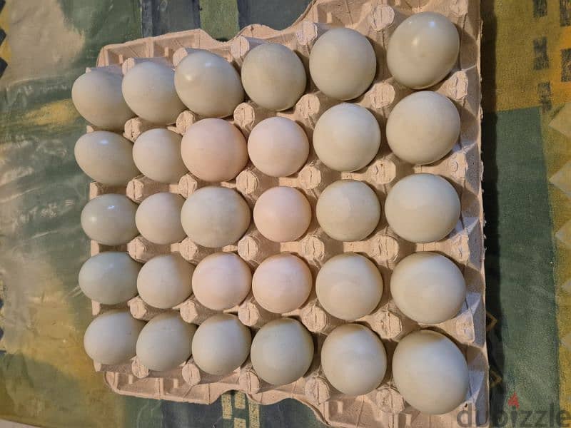 بط رانر (البياض)، بيض مخصب أو صواص  Idian Runner Ducks, Eggs Or Chicks 2
