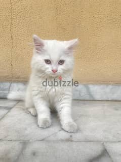 white kittenn
