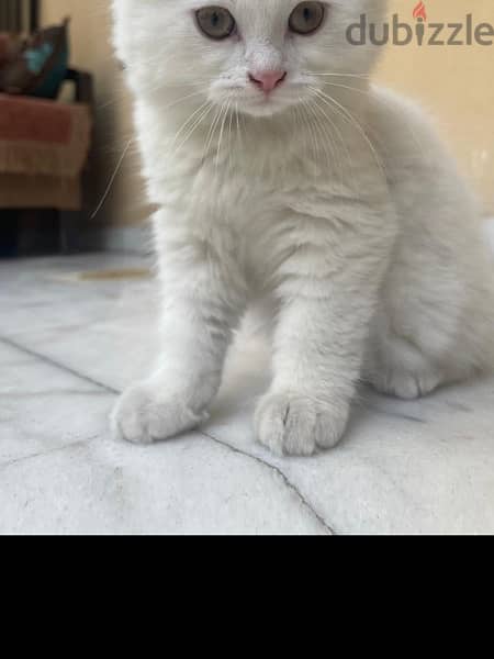 white kittenn 1