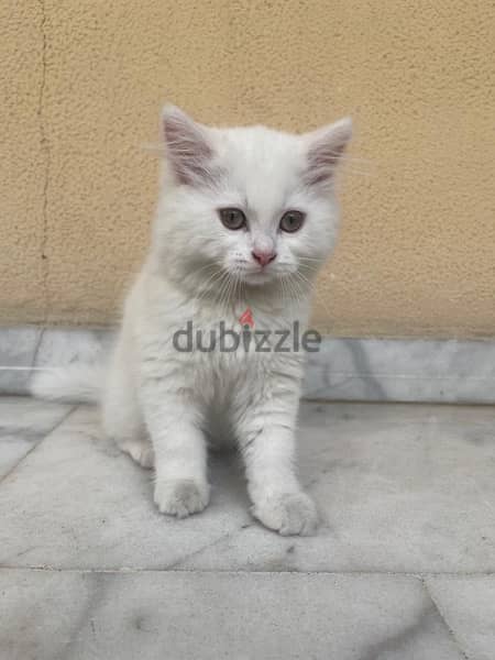 white kittenn 2