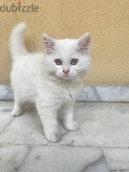 white kittenn 3