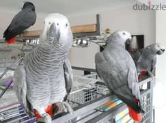 TALKING GREY PARROTS FOR FREE