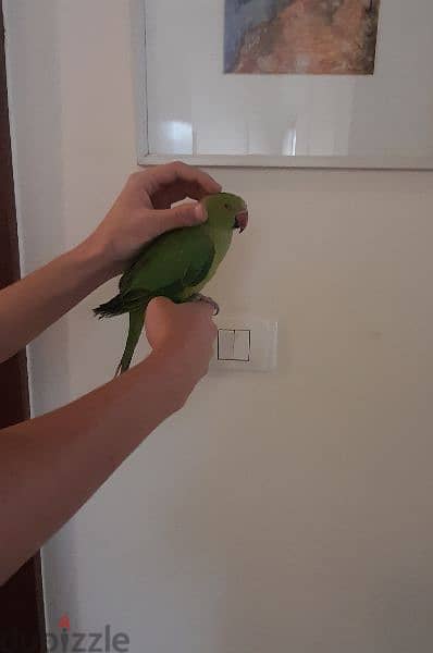 71/386/249 Friendly Tamed Indian Ringneck Parrot with cage ببغاء درة 1