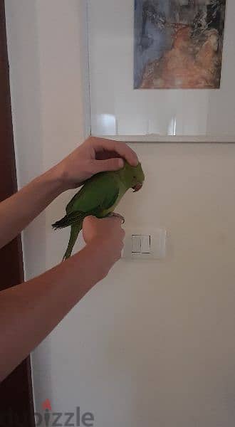 71/386/249 Friendly Tamed Indian Ringneck Parrot with cage ببغاء درة 2