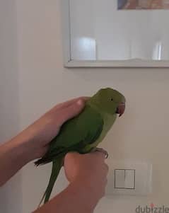 71/386/249 Friendly Tamed Indian Ringneck Parrot with cage ببغاء درة 0