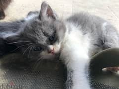 . kitten for sale