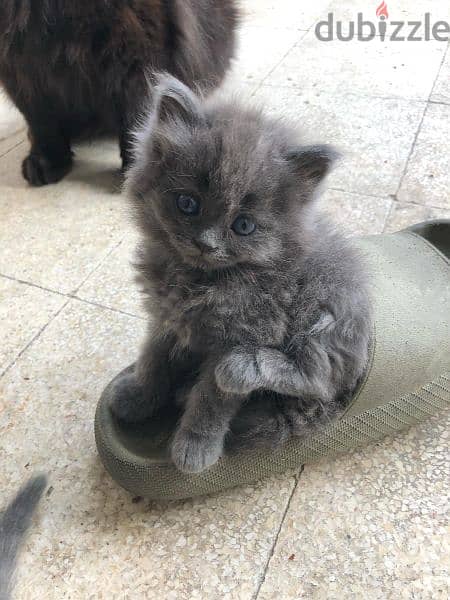 . kitten for sale 1