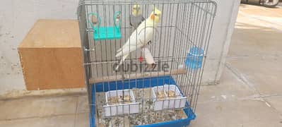 2 karawan birds with 2 cage 0