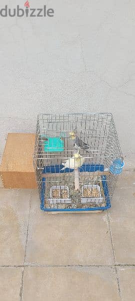 2 karawan birds with 2 cage 1