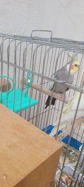 2 karawan birds with 2 cage 2